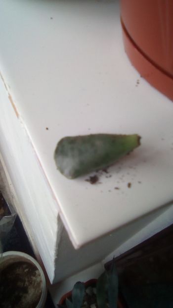 - Adromischus cooperi