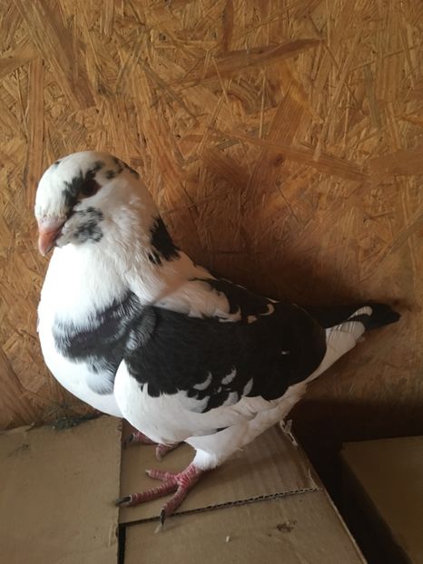 5071E90E-6650-49F0-98F1-90BCF05670A2 - Pui g homer 2019