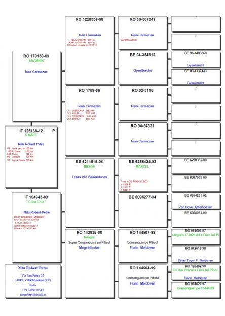 PEDIGREE TATA SEVEN - SEVEN