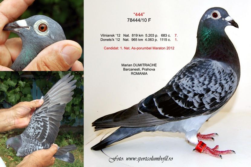 BUNICA DUPA MAMA - SEVEN