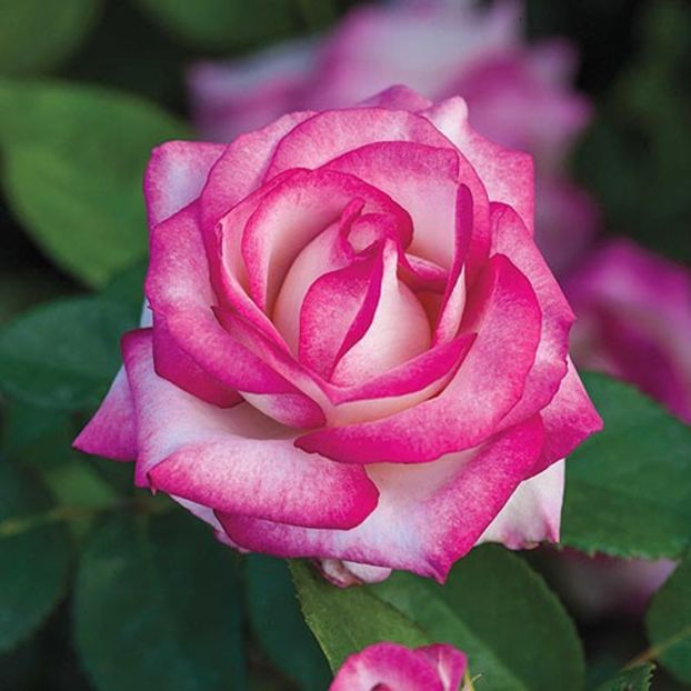 Miss Congeniality™ Grandiflora Rose - 1 Imi doresc