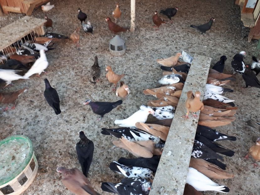  - I2 _ carunculați _ noiembrie 2019