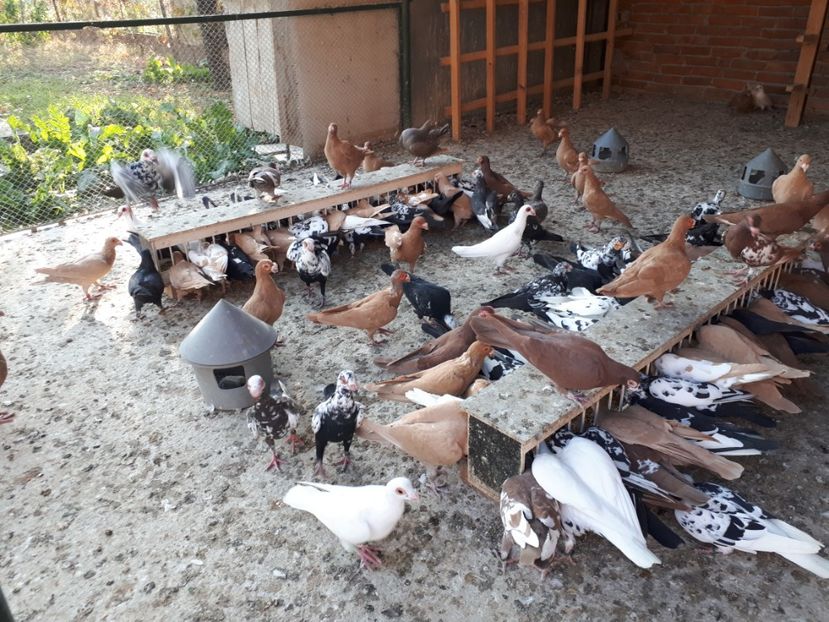  - I2 _ carunculați _ noiembrie 2019