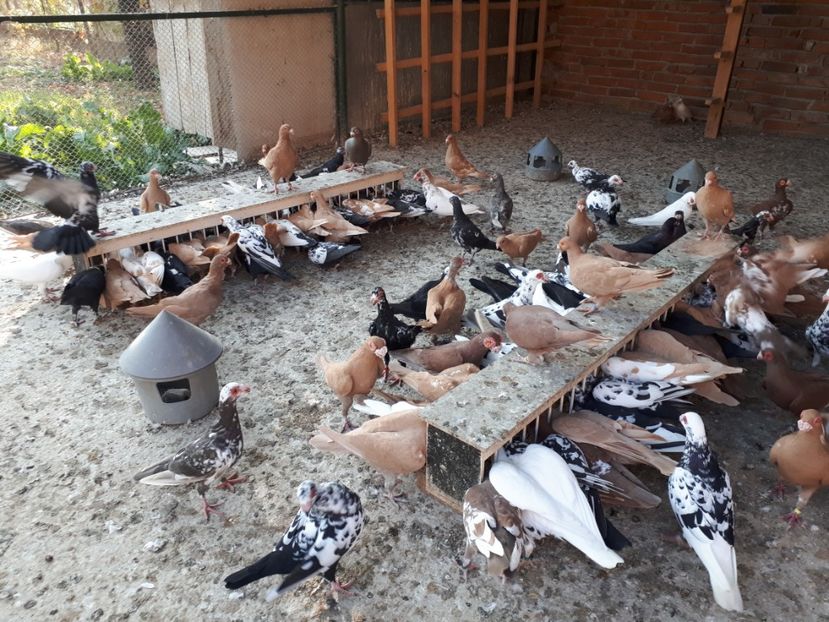  - I2 _ carunculați _ noiembrie 2019