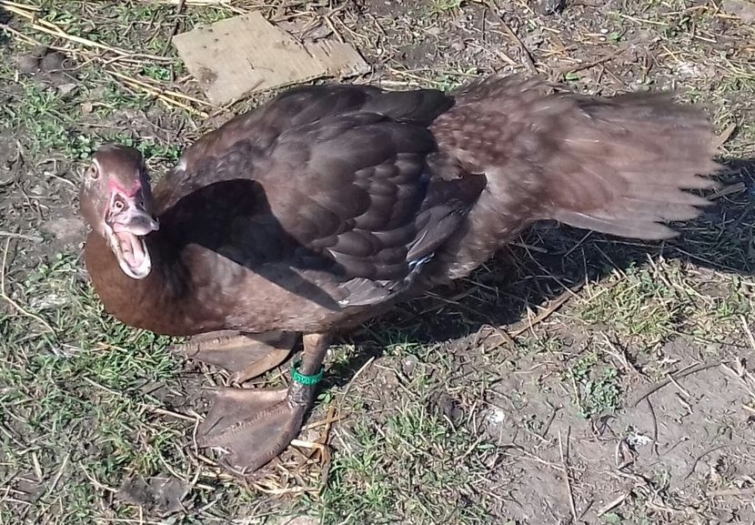 Fiu din Ulise - Bomboane asortate 2019