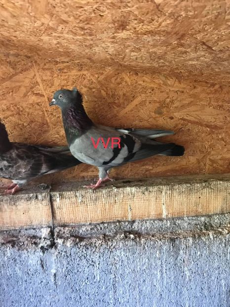 Fem.2019 - Zburatorul sarbesc de inaltime