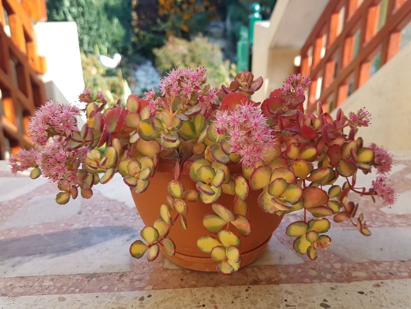 Sedum sieboldii variegat - Suculente de exterior 2018-2021