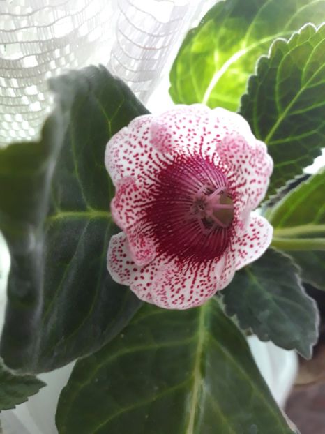  - Gloxinia din seminte
