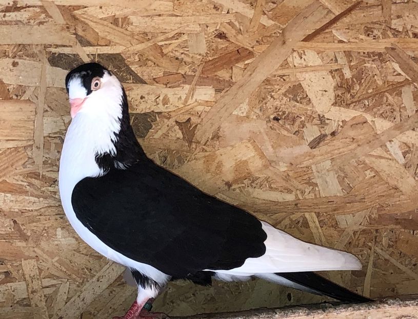 6865  mascul  2019 - Plecați ALBUM 3