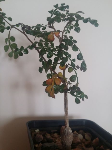 toamna din ghivece - plantutele mele