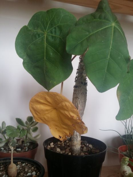  - plantutele mele