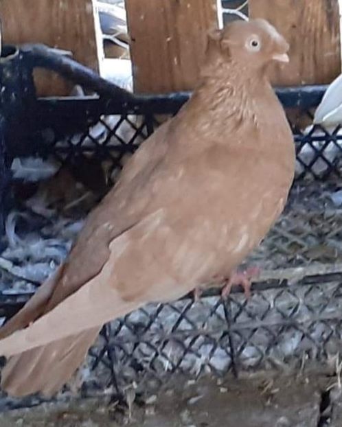  - 8-Jucatorii de Ardeal vechi