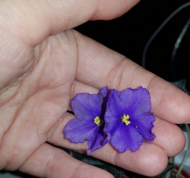  - Vologda Winter Night - chimera