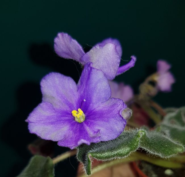  - Vologda Winter Night - chimera