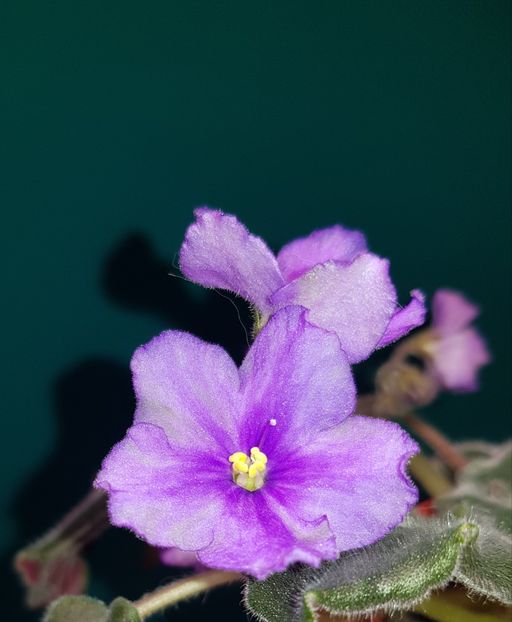  - Vologda Winter Night - chimera