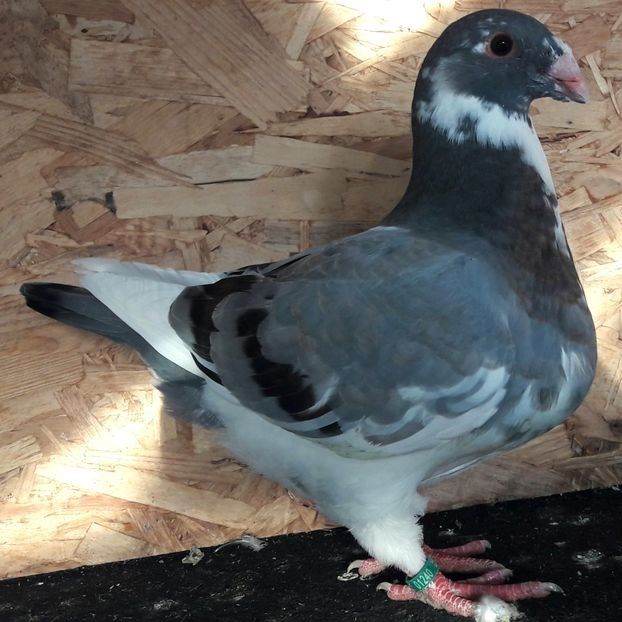  - 3---AGH DAȚI 2019 - 2025