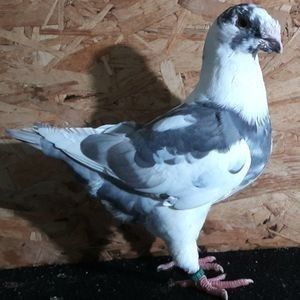  - 3---AGH DAȚI 2019 - 2025