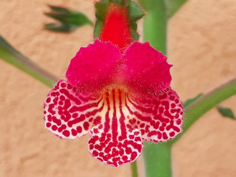 SRG‘s Butterfly Bait - Achimenes și kohleria 2019