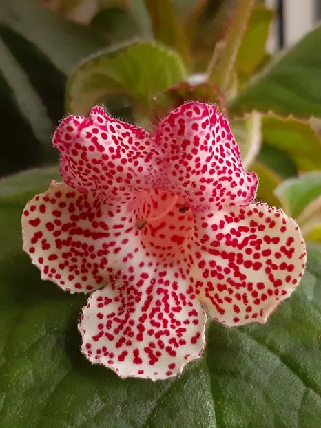 BriD’s Annalena - Achi din semințe BriDs 2019