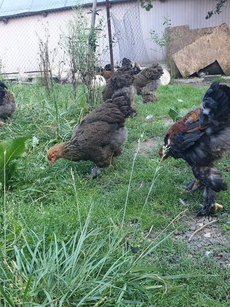 received_446942032598342 - Brahma si cochi urias 2019