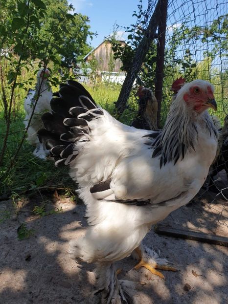 received_501525684037342 - Brahma si cochi urias 2019