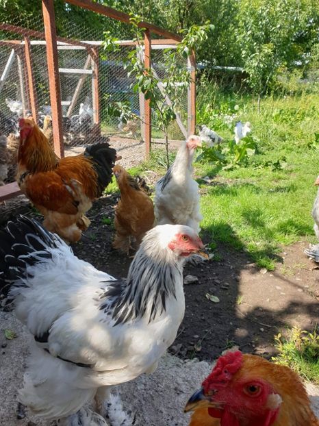 received_777329526038452 - Brahma si cochi urias 2019