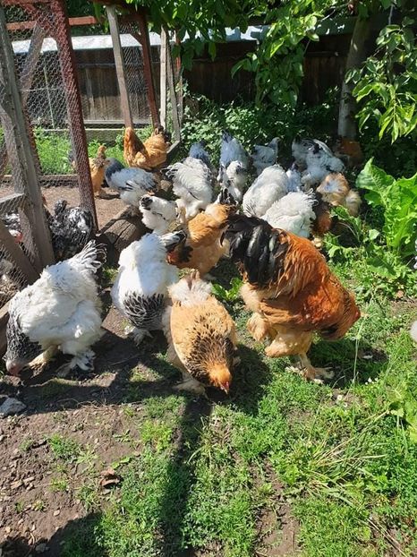 received_2775368822495852 - Brahma si cochi urias 2019