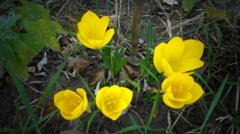 Sternbergia-lutea (crocus) - Stelute