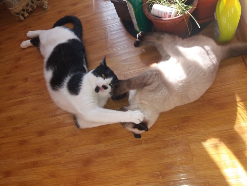  - Daisy și Duracel în octombrie 2019