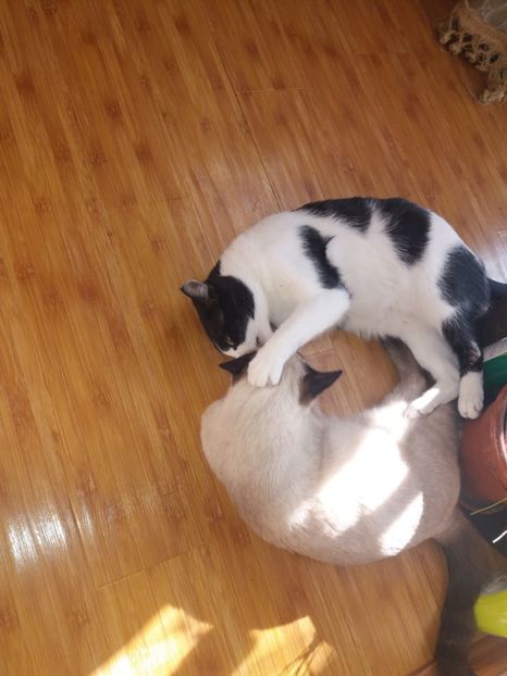  - Daisy și Duracel în octombrie 2019