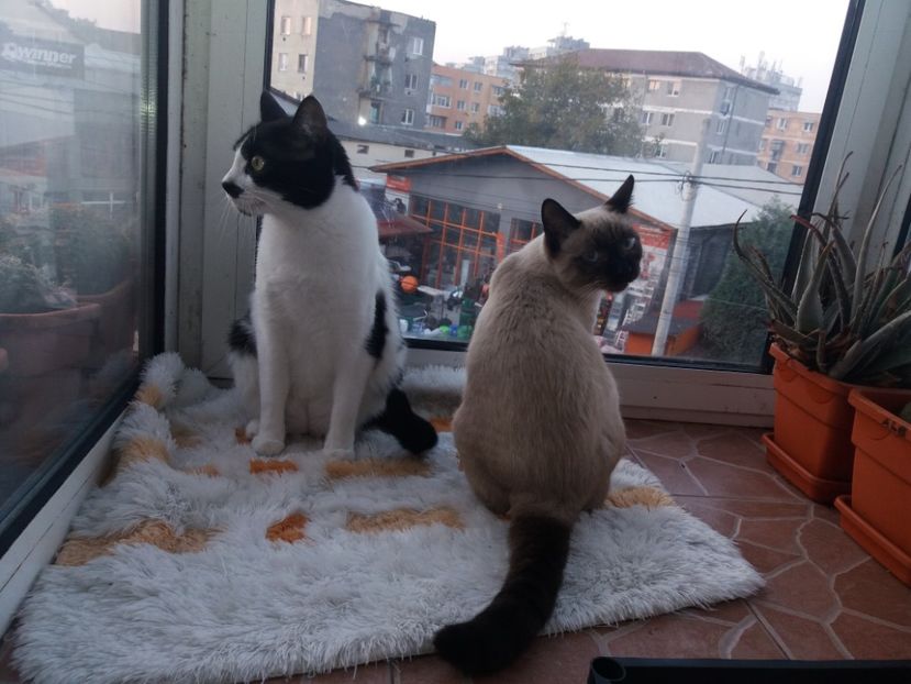  - Daisy și Duracel în octombrie 2019