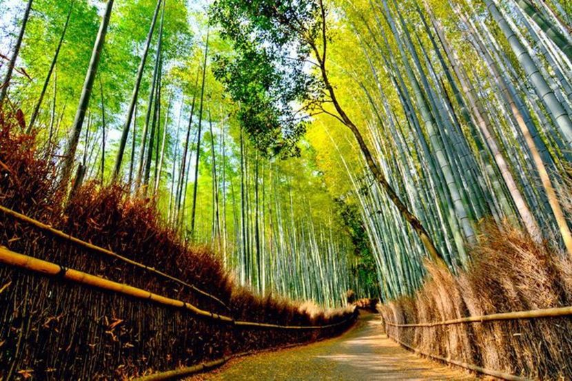 1 aSLIDE 16 Arashiyama Bamboo Grove Japan ThinkstockPhotos536664596 - traveling with the mouse