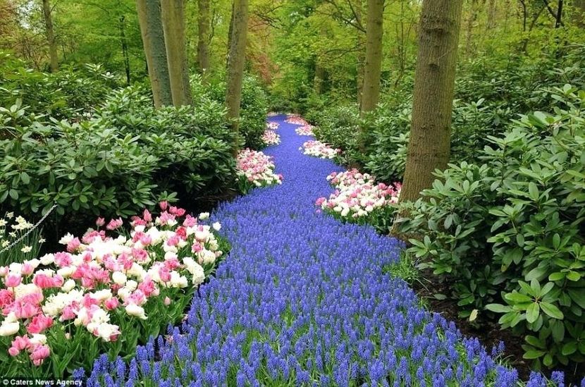 great-garden-plants-most-spectacular-start-to-spring-ever-see-enchanting-tour-of-the-worlds-biggest- - traveling with the mouse