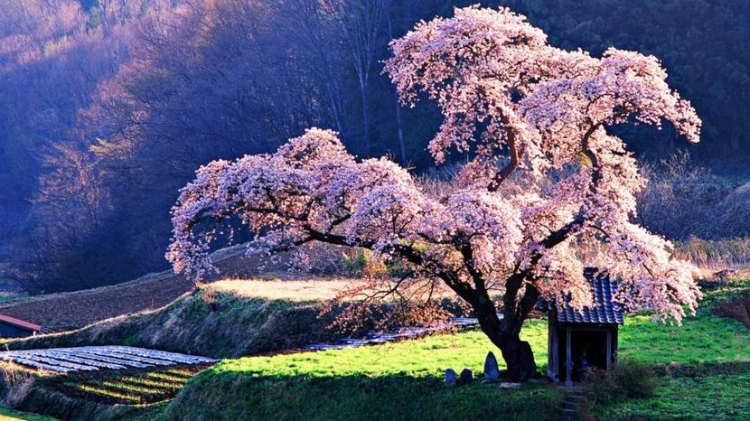 Japanese-Cherry-beautiful-tree-960x540 - traveling with the mouse