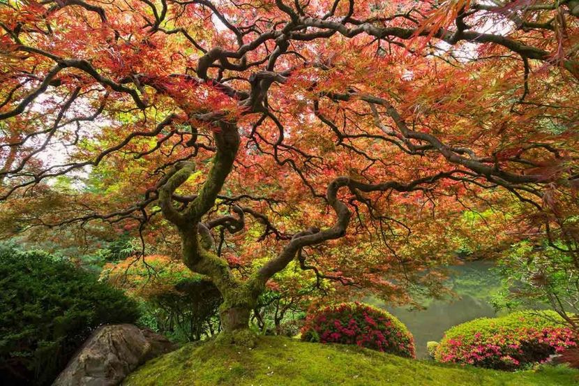 Japanese-maple-portland - traveling with the mouse