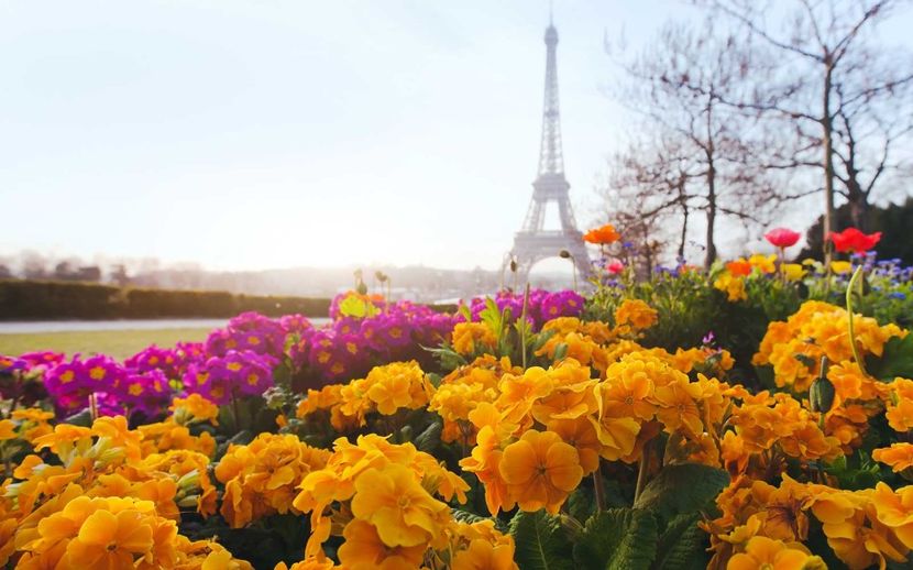 spring-flowers-paris-france-SPRINGSTART0219 - traveling with the mouse