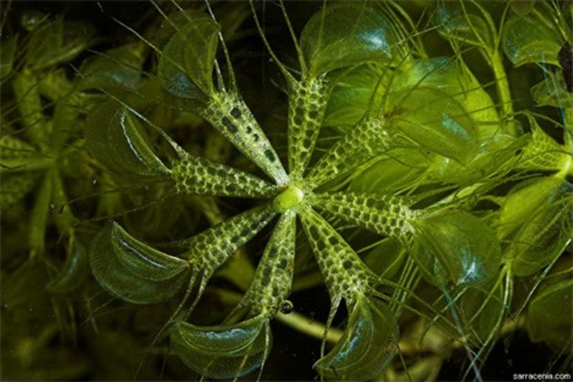 waterwheel-plant - traveling with the mouse