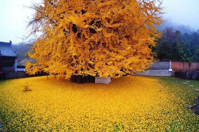 Yellow-gingko - traveling with the mouse