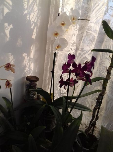  - 003-1 ORHIDEE