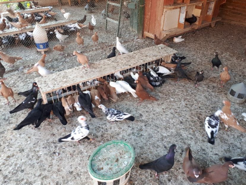  - I2 _ carunculați _ noiembrie 2019