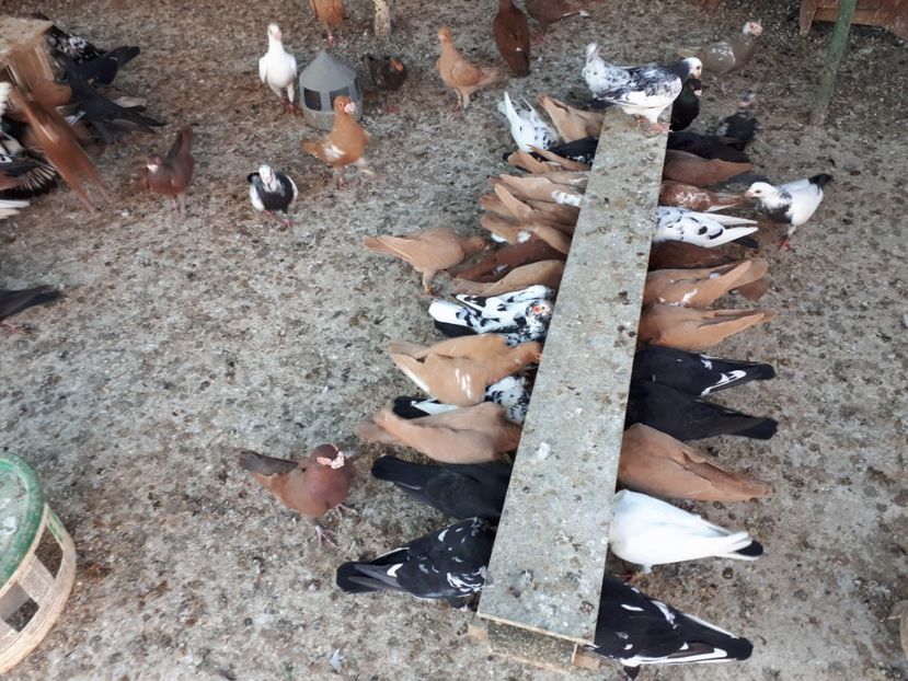  - I2 _ carunculați _ noiembrie 2019