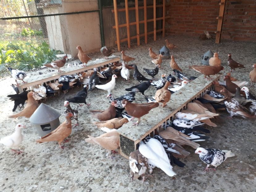  - I2 _ carunculați _ noiembrie 2019