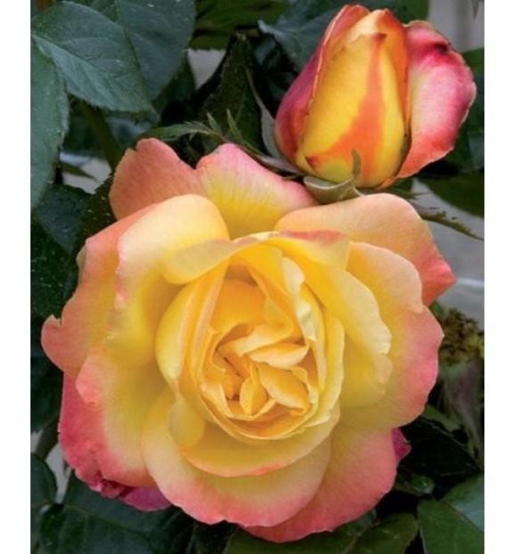 PULLMAN ORIENT EXPRES - 3 - PULLMAN ORIENT EXPRESS