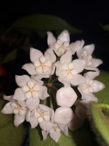 23.10.19 - Hoya Thomsonii