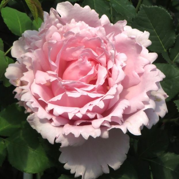 rosier_sophie_rochas_m - SOPHIE ROCHAS Delbard