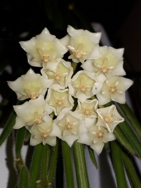 23.10.19 - Hoya Linearis