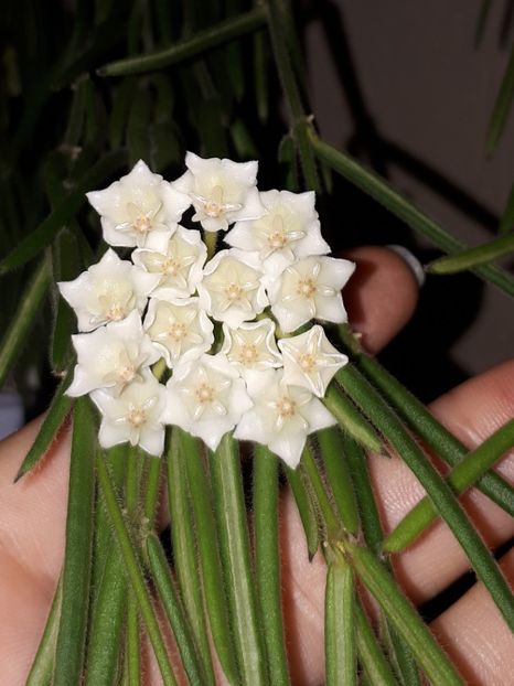 23.19.19 - Hoya Linearis
