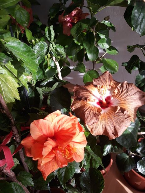 Panorama & Suntan - HIBISCUS