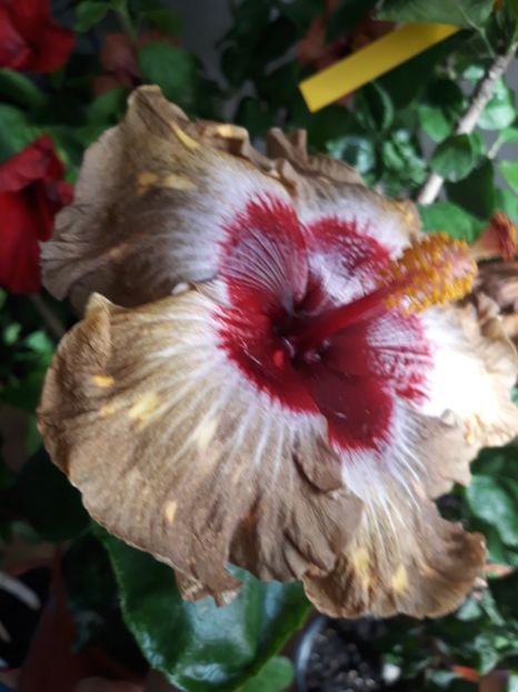 Shiva - HIBISCUS