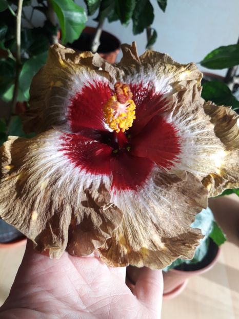 Shiva - HIBISCUS
